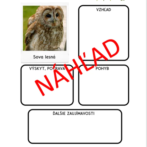 Živočíchy lesného spoločenstva – Sova lesná, Veverica stromová 1