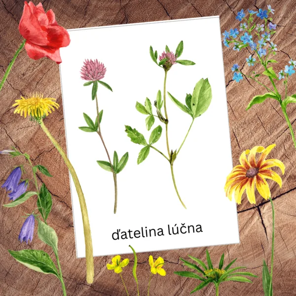  Lúčne kvety a trávy – kartičky 1