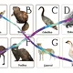 Slovenská abeceda - zvieratá 2
