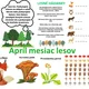 APRÍL MESIAC LESOV  2