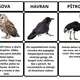 Neuveriteľné fakty o vtákoch 2