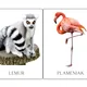 Exotické zvieratá, ZOO - Demonštračné obrázky 2