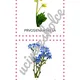 JARNÉ KVETY - Bee-Bot / Blue-Bot 7