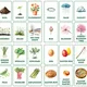 SPRING AND EASTER FLASHCARDS | obrázkové kartičky v angličtine 3