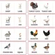 FARM ANIMALS AND THEIR BABIES - FLASHCARDS | obrázkové kartičky v angličtine 3