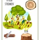 Listnaté a ihličnaté stromy 2