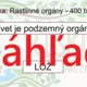 RISKUJ! - Mnohobunkové organizmy 4