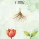 🌱 Život rastliny od semienka ku kvetu 3