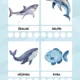 🌊 ŽIVOT V MORIACH A OCEÁNOCH – výučbový PDF súbor pre deti v MŠ 🐢🐠 4