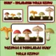 Jesenný balíček – 3 hravé aktivity pre deti | presvetľovačky, kooperatívna omaľovánka a huby 2