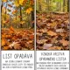 OD LISTU K HUMUSU – Tajomná cesta opadaného listu 3