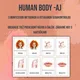 PDF Anglické trojzložkové karty Human Body 2