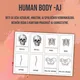 PDF Anglické trojzložkové karty Human Body 3
