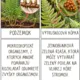 Spoj správne pojmy! - Lesné mikroorganizmy a nekvitnúce byliny 3