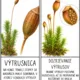 CESTA VÝTRUSU – Ako vznikne nový mach? 3