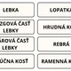 🦴 ĽUDSKÁ KOSTRA 3