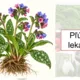 Poznávanie lesných mikroorganizmov, nekvitnúcich a kvitnúcich rastlín  (PPTX) 2