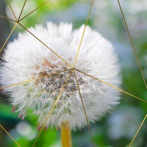 LOTO o rastlinstve 2 🌾
