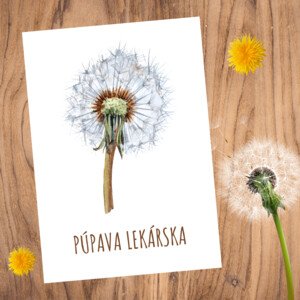 Púpava lekárska – pracovné listy pre škôlkarov i prváčikov