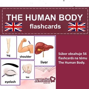 The human body flashcards
