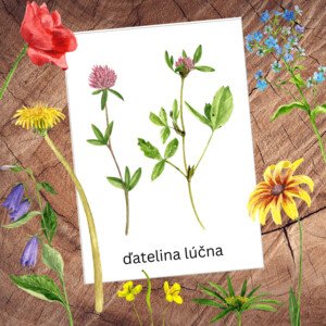 Lúčne kvety a trávy – kartičky
