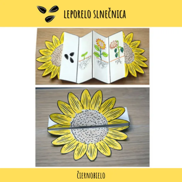 Leporelo - slnečnica