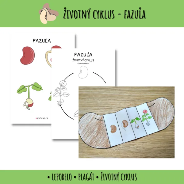 životný cyklus - fazuľa