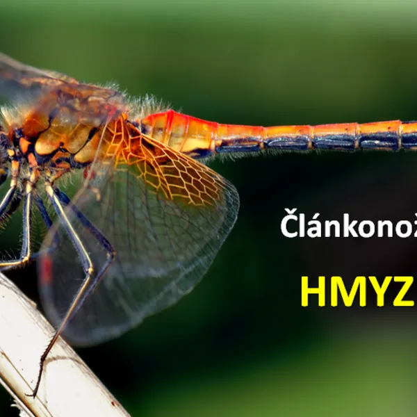Článkonožce - HMYZ