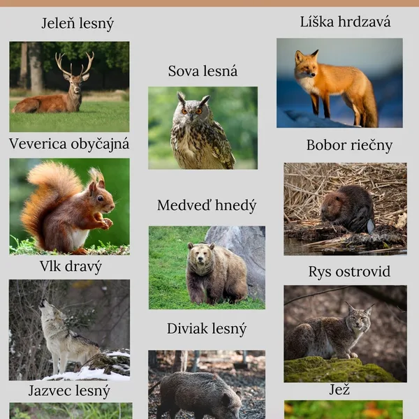 Lesné zvieratá