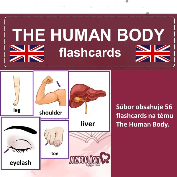The human body flashcards