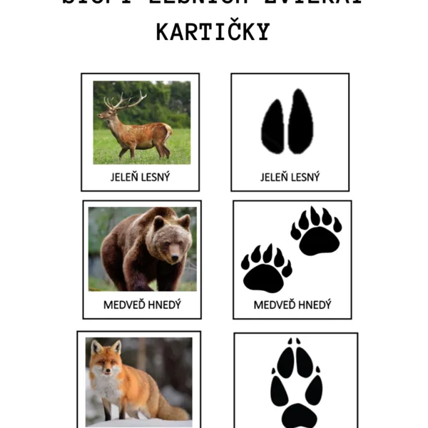 Stopy lesných zvierat 