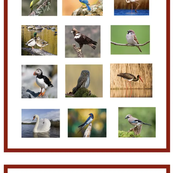 Birds 