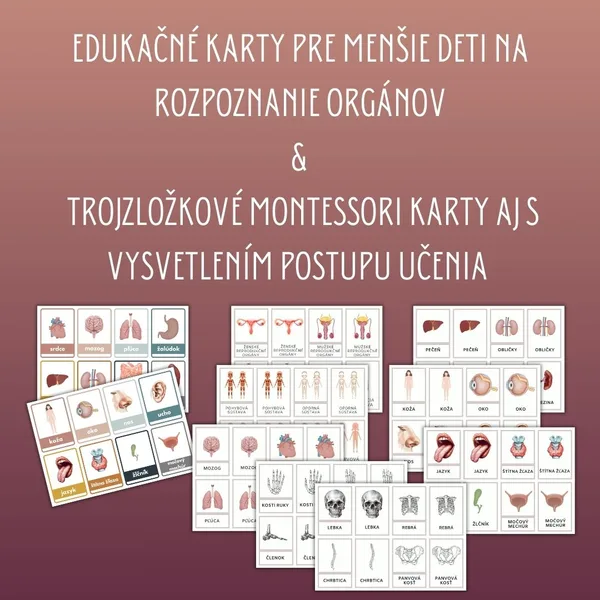 MEGA súbor na tému ľudské telo od škôlkarov až po druhý stupeň 