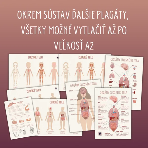 ĽUDSKÉ TELO