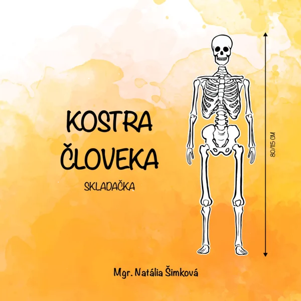 Kostra človeka - skladačka (80 alebo 115 cm)
