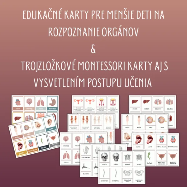 Ľudské telo: výučbové karty, trojzložkové karty, trojice, pexeso a BONUS - pracovné listy