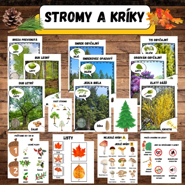 Stromy a kríky, hríby 🌲🌳