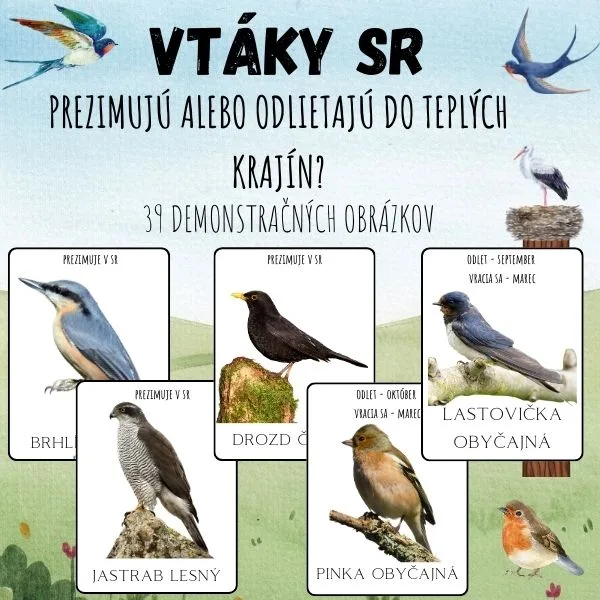 Demonštračné obrázky - VTÁKY - 