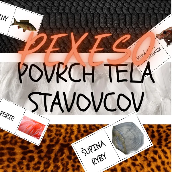 PEXESO - Povrch tela stavovcov