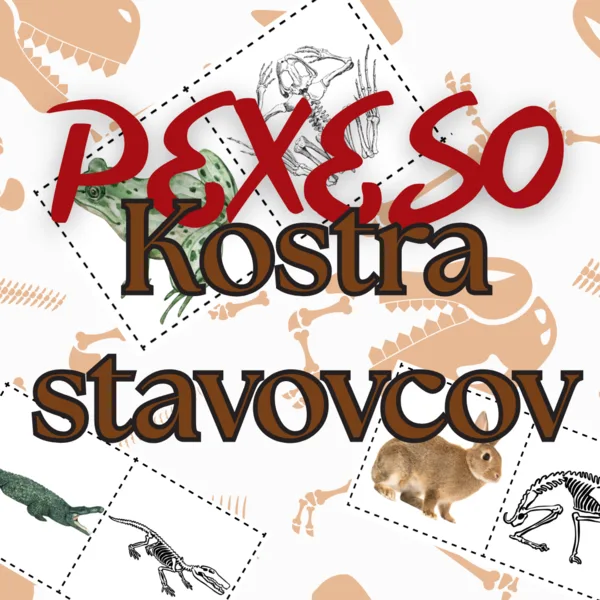 PEXESO - Kostra stavovcov