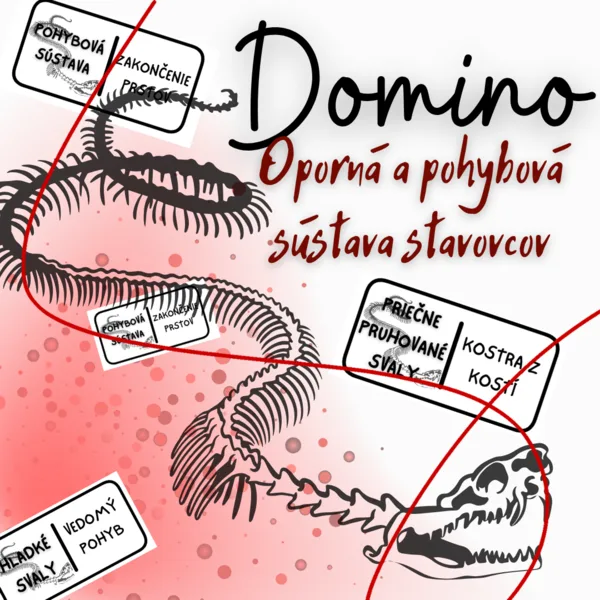 Domino - Oporná a pohybová sústava stavovcov