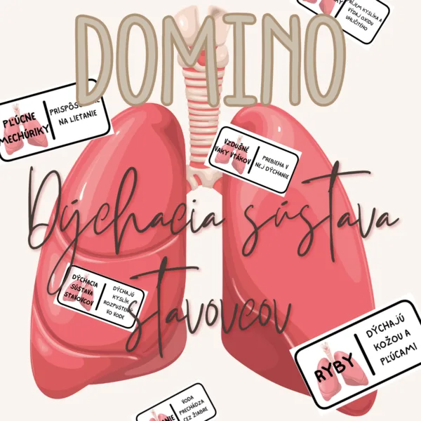 Domino - Dýchacia sústava stavovcov