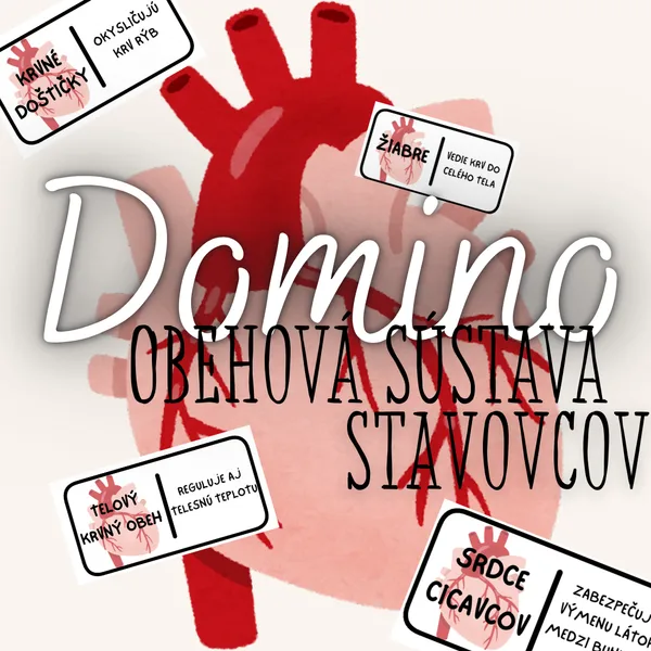 Domino - Obehová sústava stavovcov