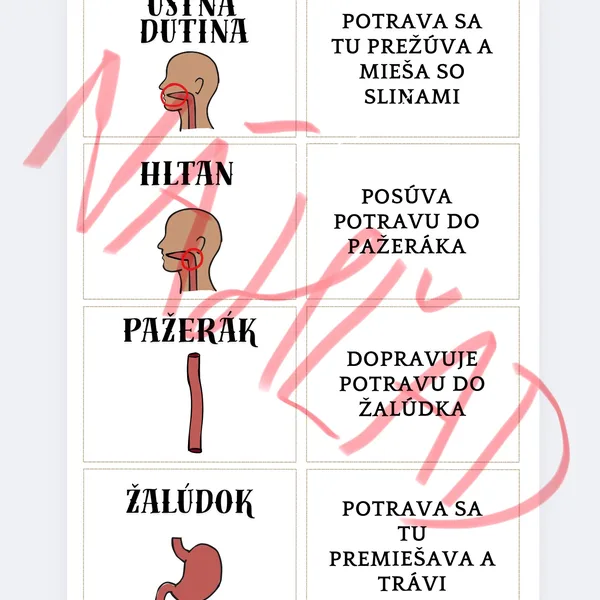 Kartičky na spájanie orgánov k ich funkcii - tráviaca sústava a vylučovacia sústava