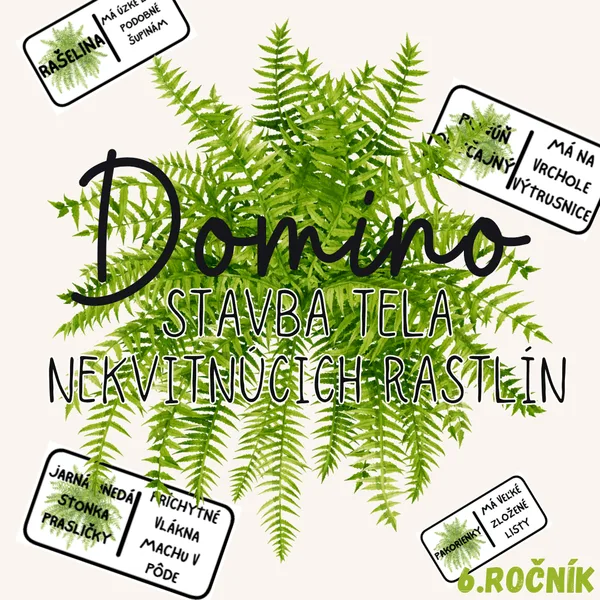 Domino - Stavba tela nekvitnúcich rastlín