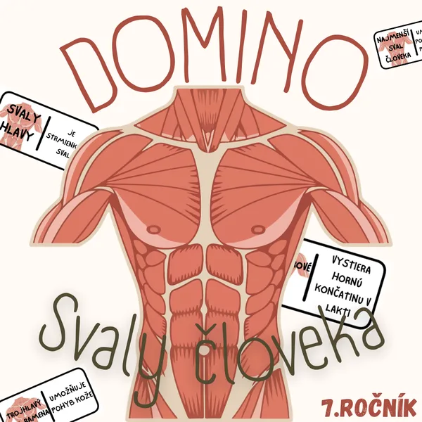 Domino - Svaly človeka