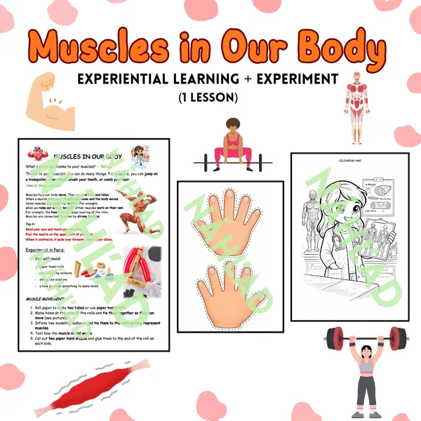 Muscles in Our Body – Experiential Learning + Experiment (1 Lesson) 