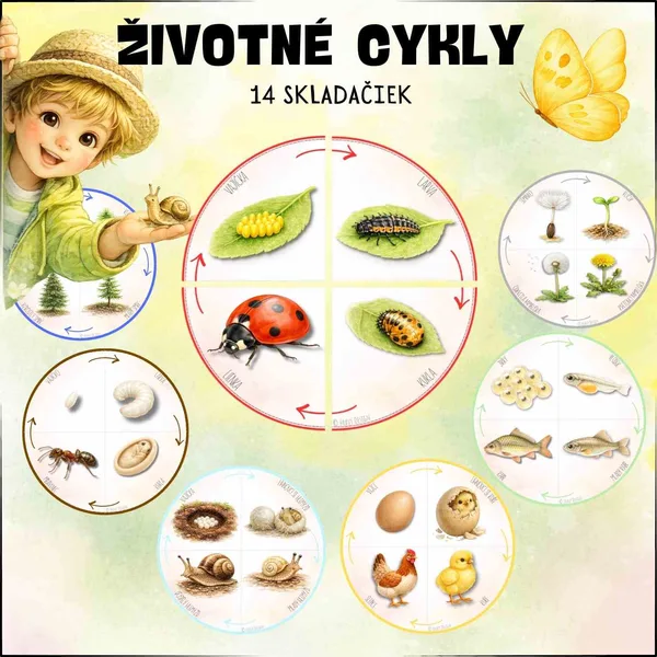 ŽIVOTNÉ CYKLY 
