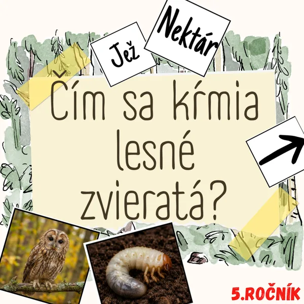 Čím sa kŕmia lesné zvieratá?