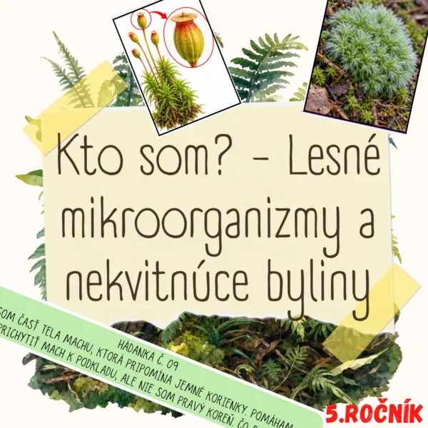 Kto som? - Lesné mikroorganizmy a nekvitnúce byliny